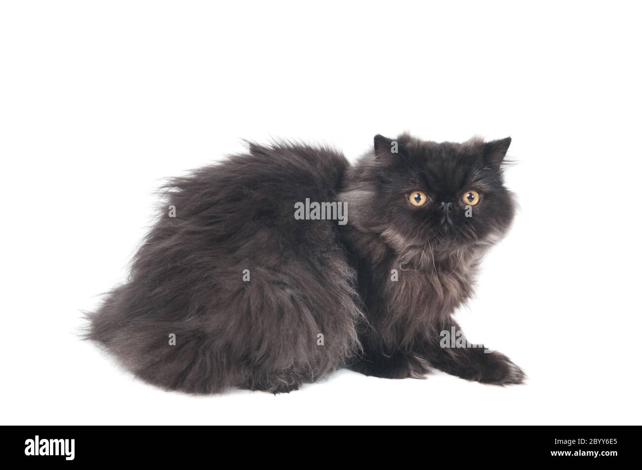 Schwarze perser Langhaar Kitty Katze Stockfoto