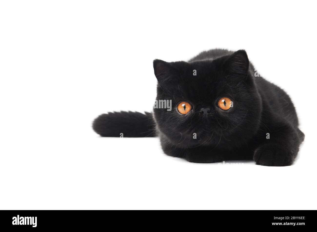 Schwarze exotische Kurzhaar-Kätzchen Stockfoto