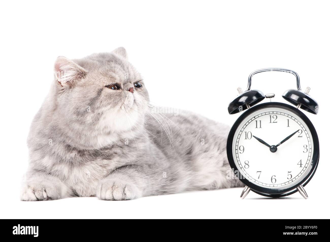 Graue exotische Katze und Uhr Stockfoto