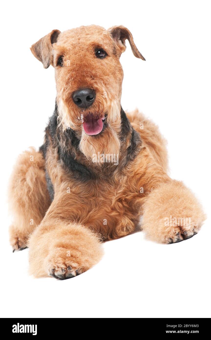 Airedale Terrier Hund isoliert Stockfoto
