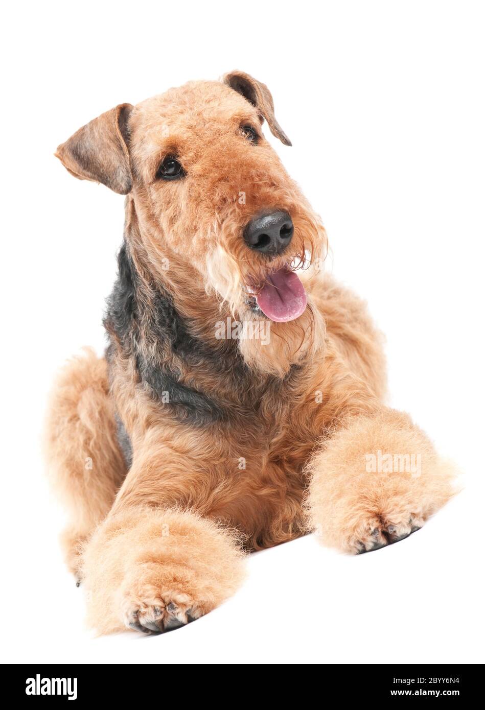 Airedale Terrier Hund isoliert Stockfoto