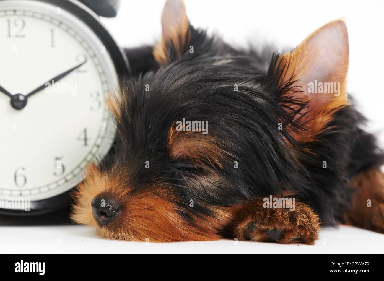 Yorkshire Terrier Welpe Hund mit Wecker Stockfoto