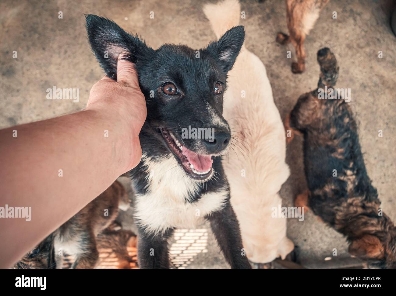 Nahaufnahme von männlichen Handbettenden versteinerten streunenden Hundes in Tierheim. Menschen, Tiere, Volunteering Und Helfende Konzepte. Stockfoto