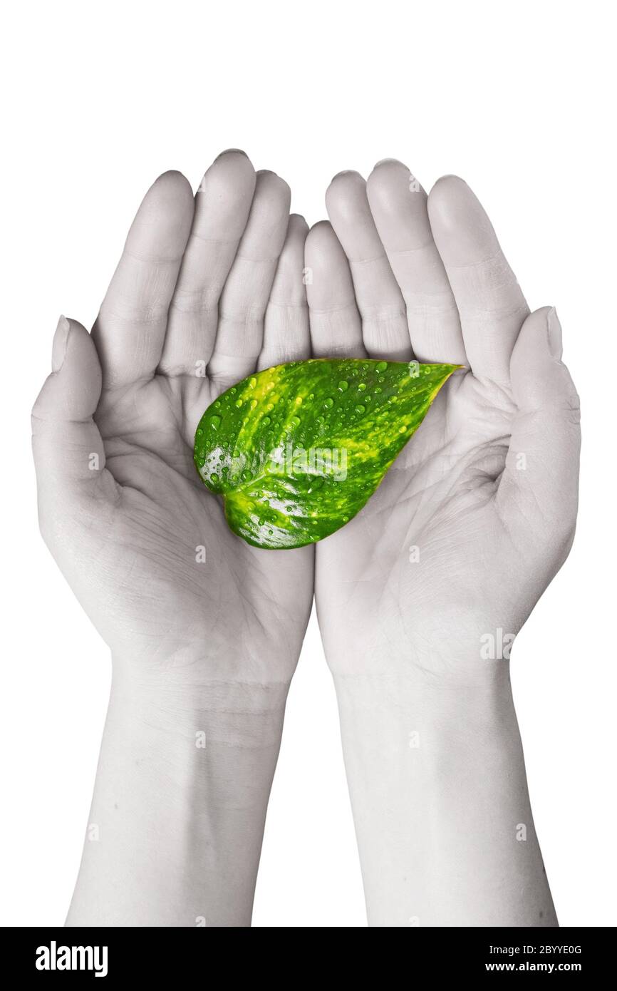 Grünes Blatt in menschlichen Händen Stockfoto
