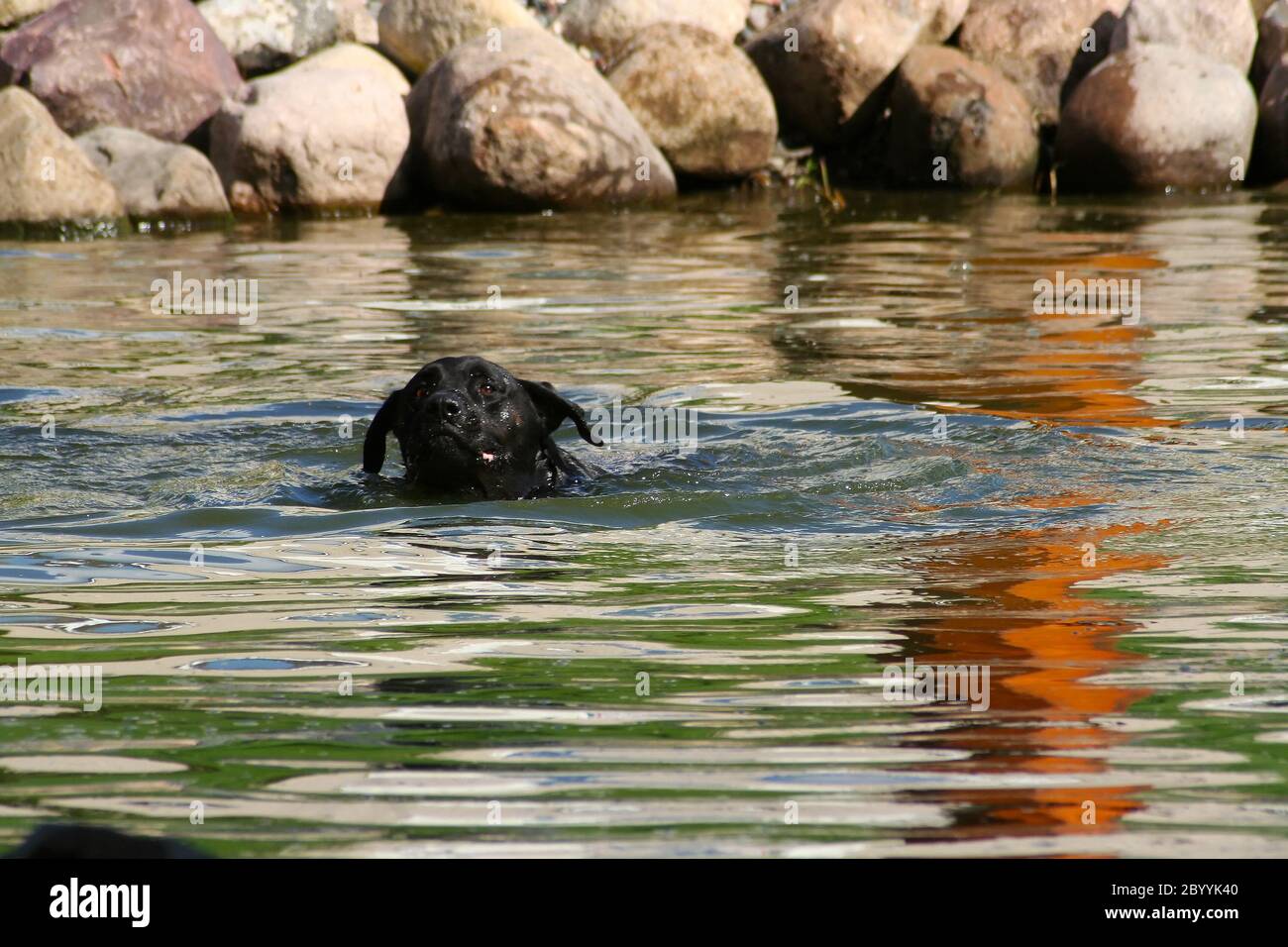 Black Lab Schwimmen. Stockfoto