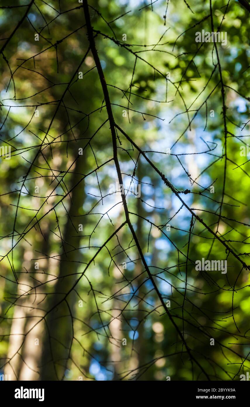 Forest Details, Moran State Park, Orcas Island, Washington, USA. Stockfoto