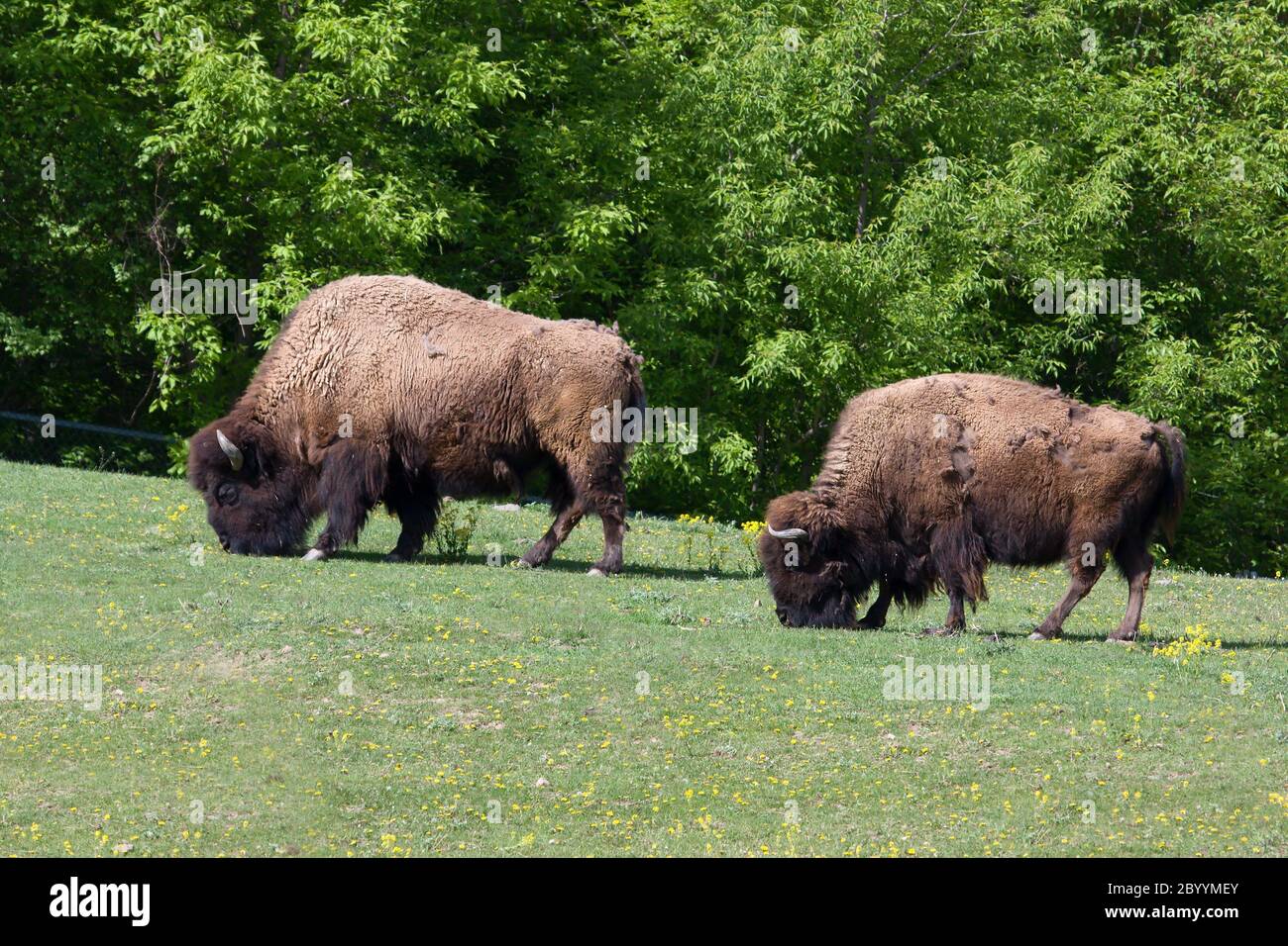 Bisons grasen Stockfoto