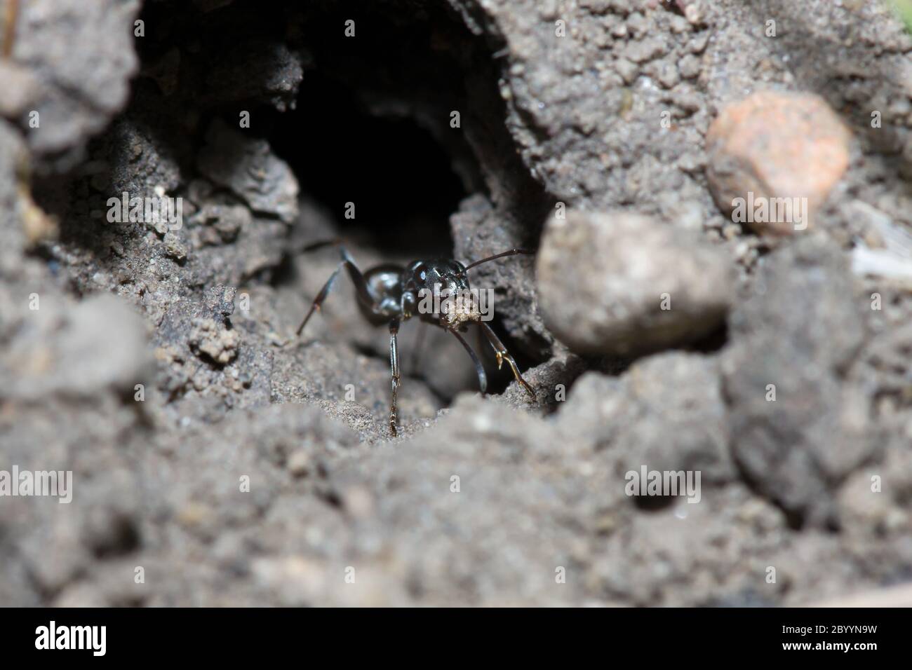 Schwarze Ameise, die ihr Haus putzt Stockfoto