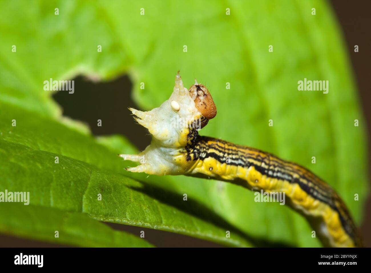 Zoll Wurm auf einem Blatt Stockfoto