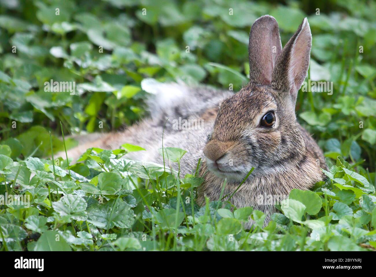 Jack Rabbit in HDR Stockfoto