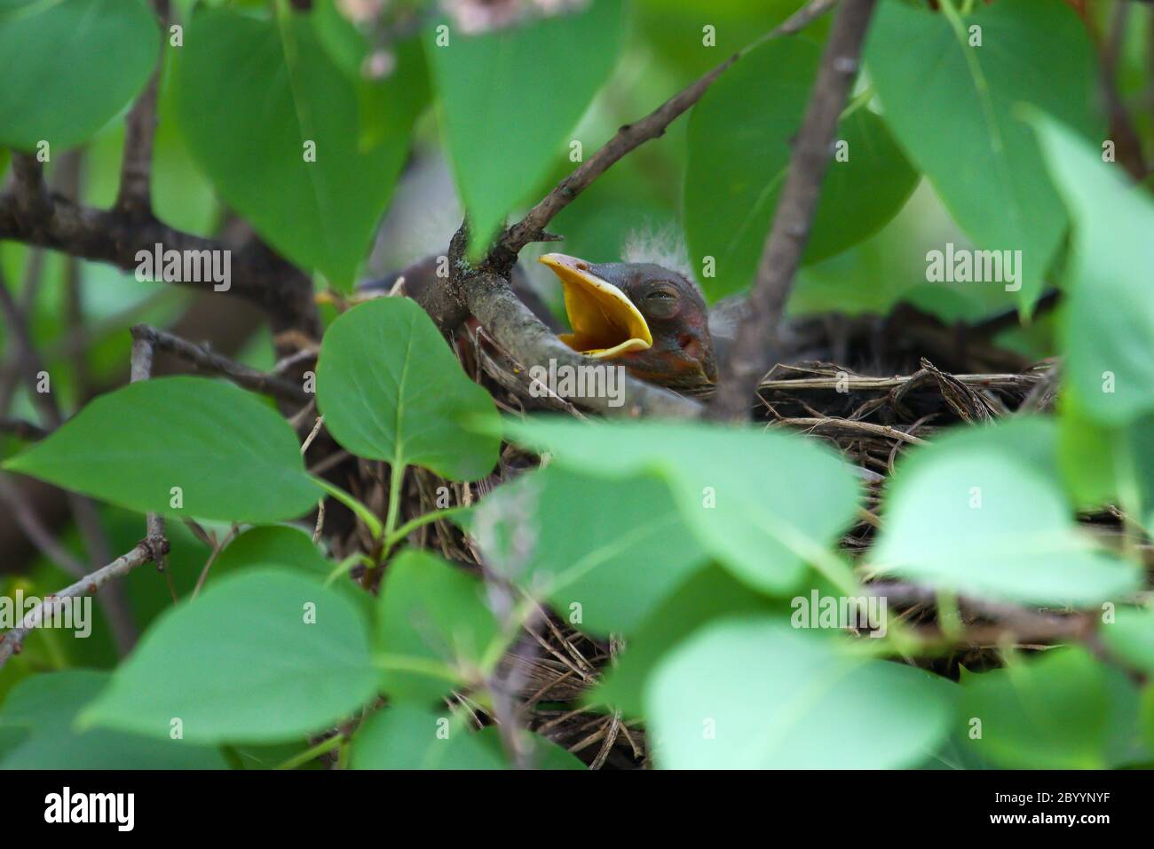 Baby Robin im Nest Stockfoto