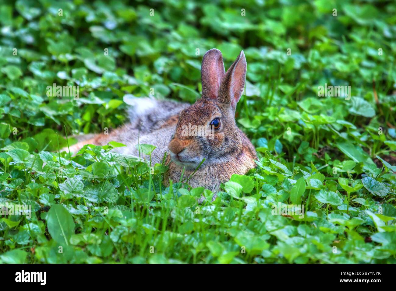 Jack Rabbit in HDR Stockfoto