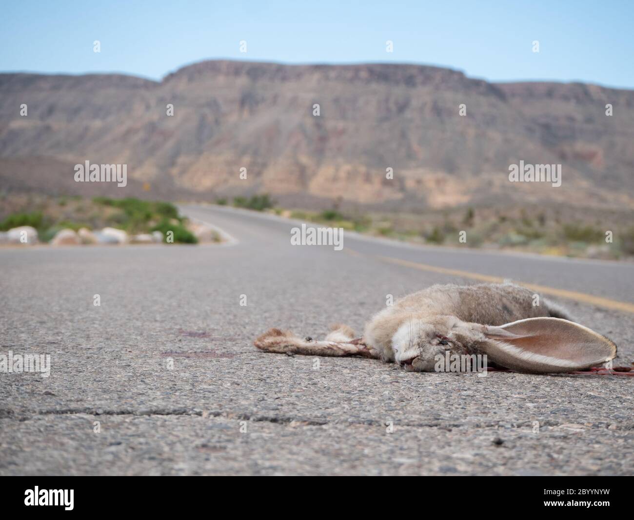 Straße getötet Schwarzschwanz-Schakase (Lepus californicus) Stockfoto