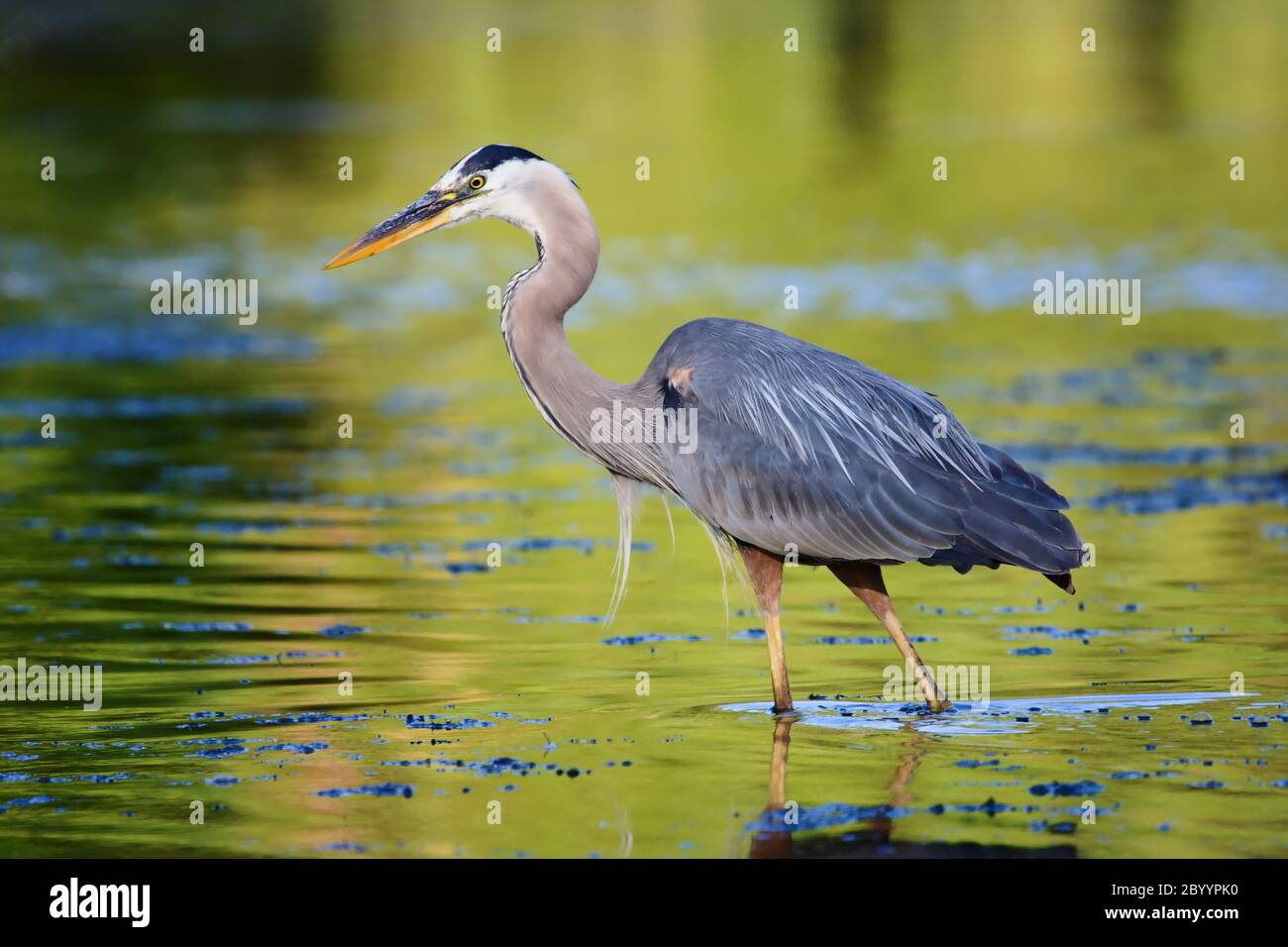 Great Blue Heron Angeln Stockfoto