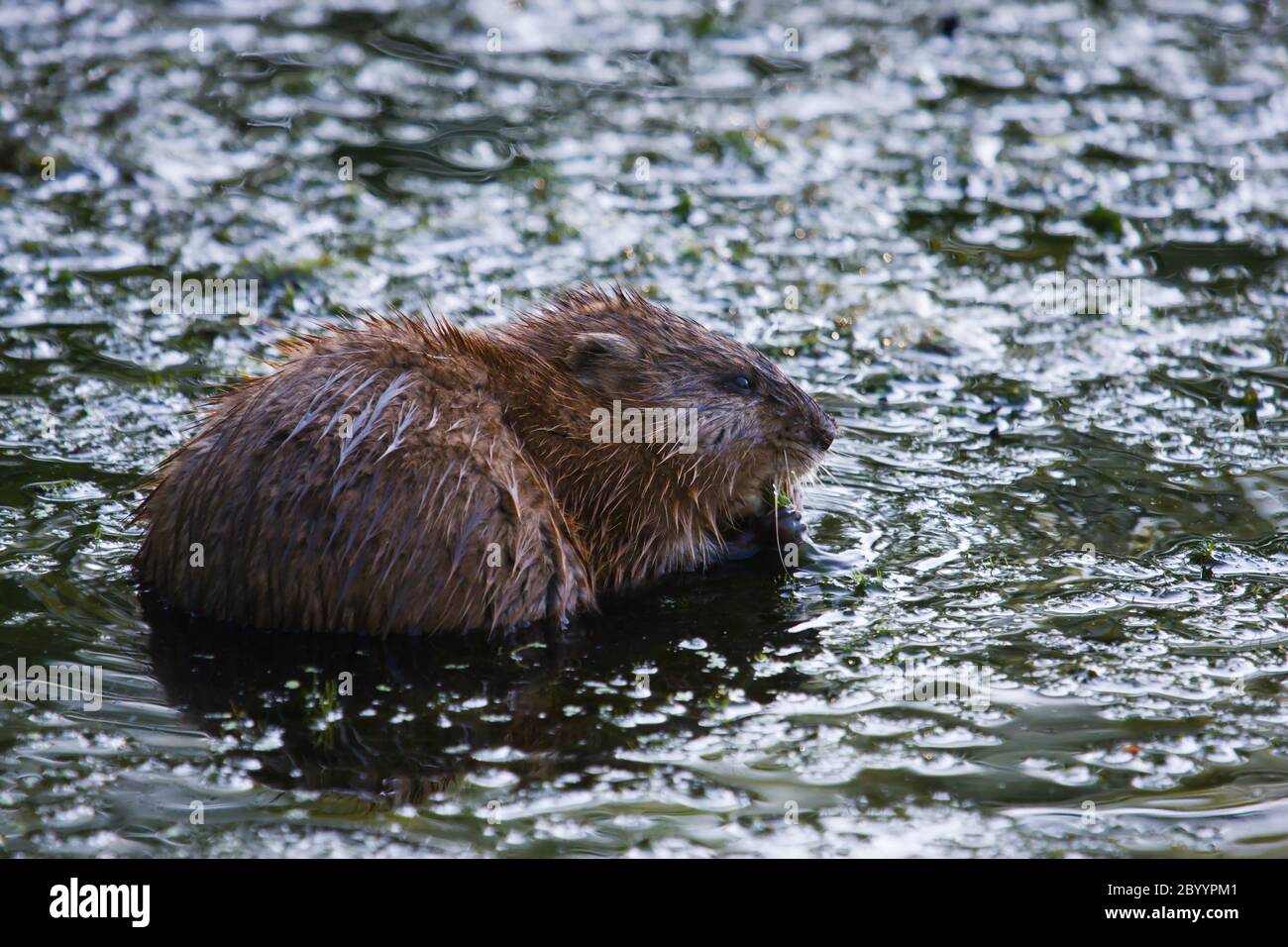 Biberessen Stockfoto