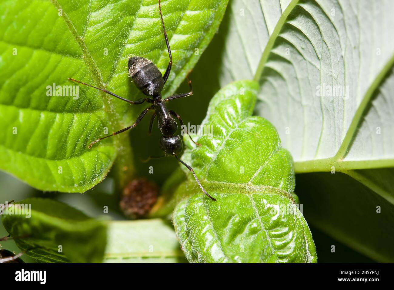 Schwarze Ameise auf einem Blatt. Stockfoto