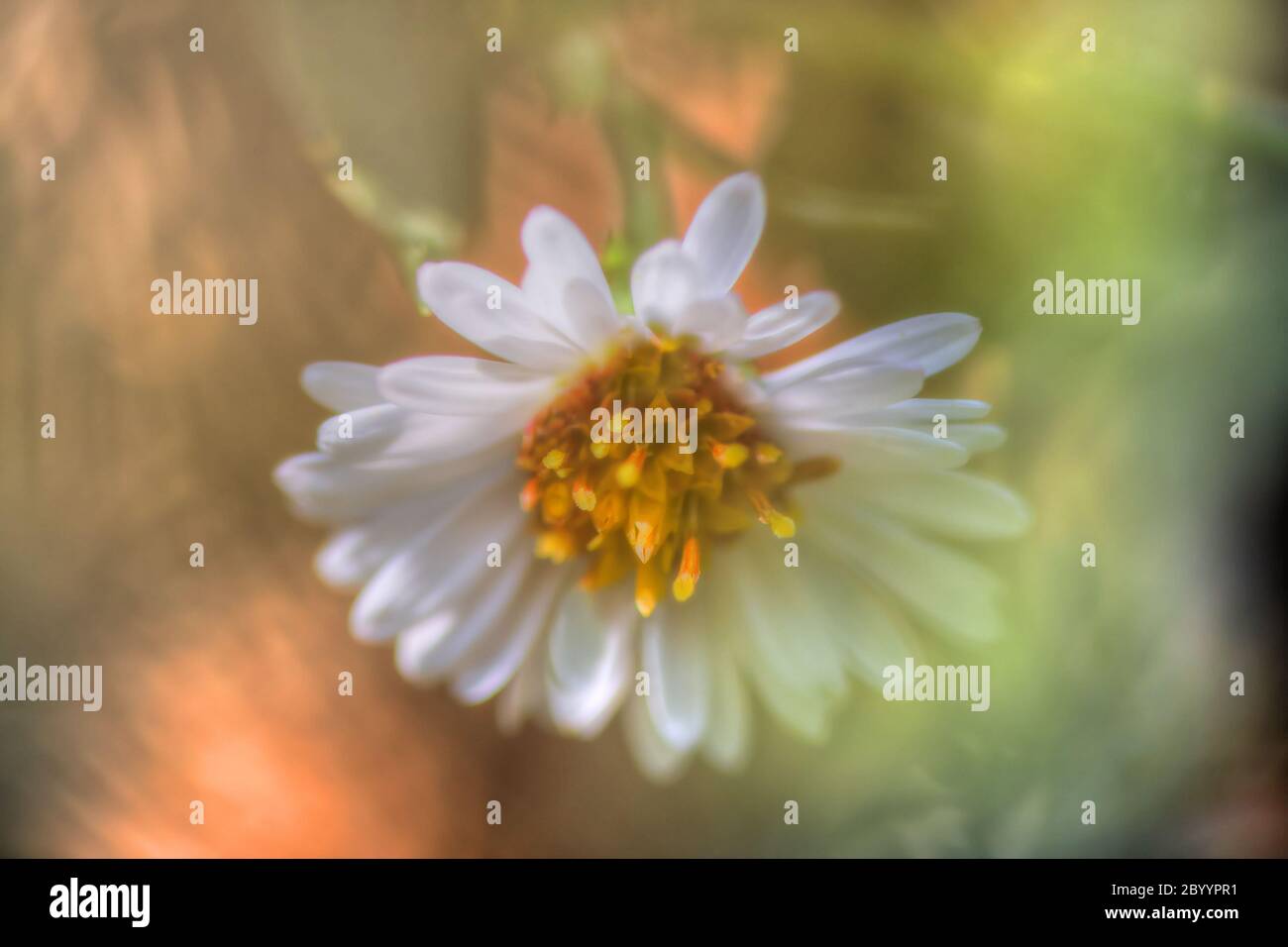 Schöne weiche Daisy in HDR High Dynamic Range Stockfoto