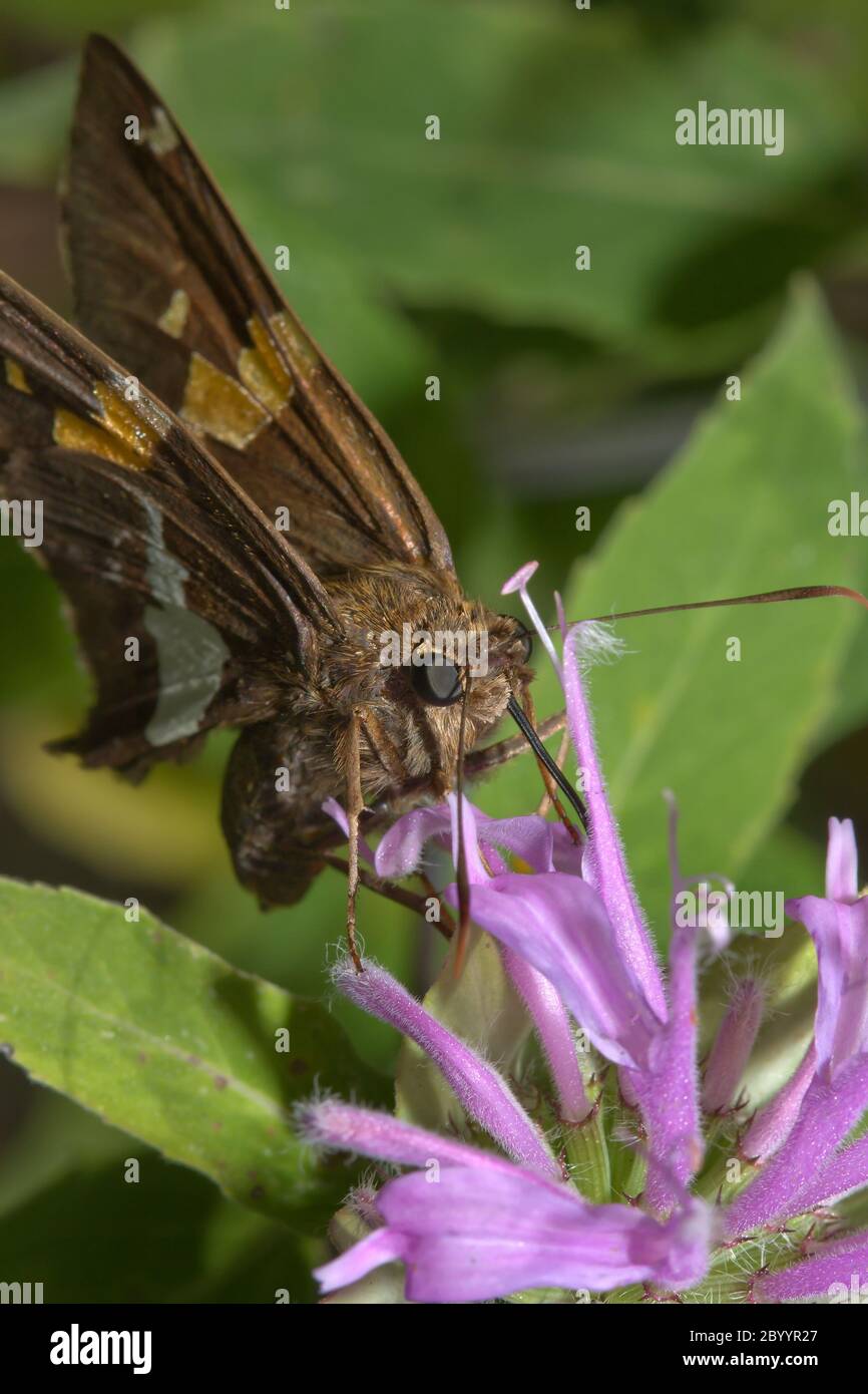 Grauer Hairstreak-Schmetterling (Strymon melinus) Stockfoto