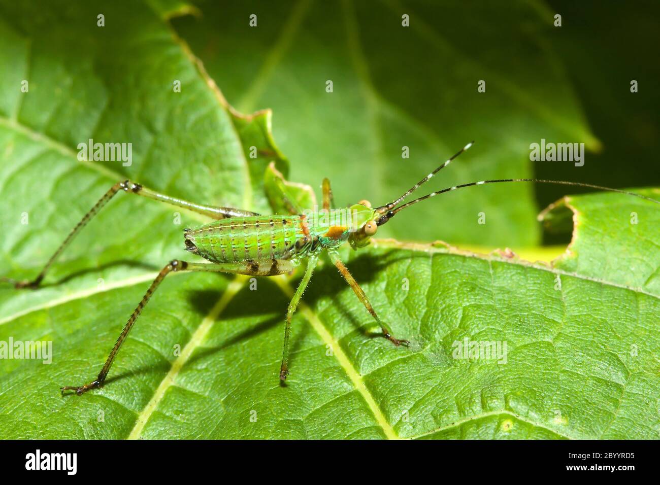 Bush-Cricket (Tettigoniidae) Stockfoto