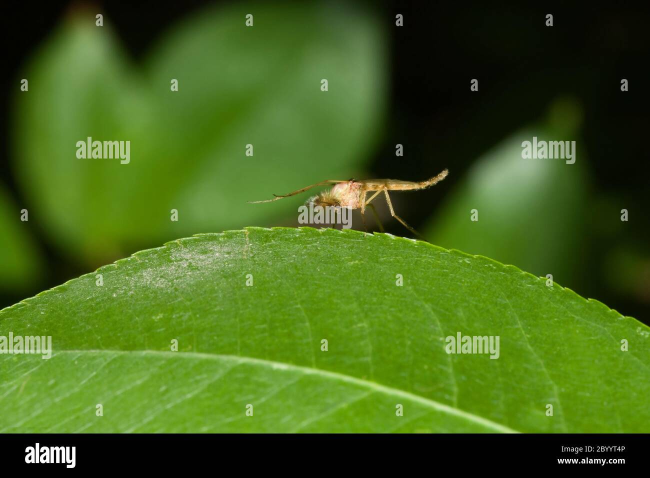 Männlicher Moskito auf einem grünen Blatt. Stockfoto