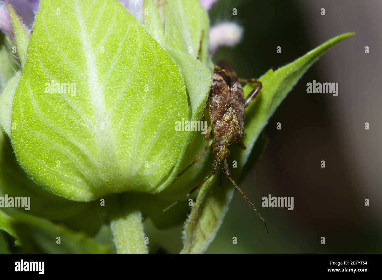 Schildwanzen (Hemiptera, Unterordnung Heteroptera). Stockfoto