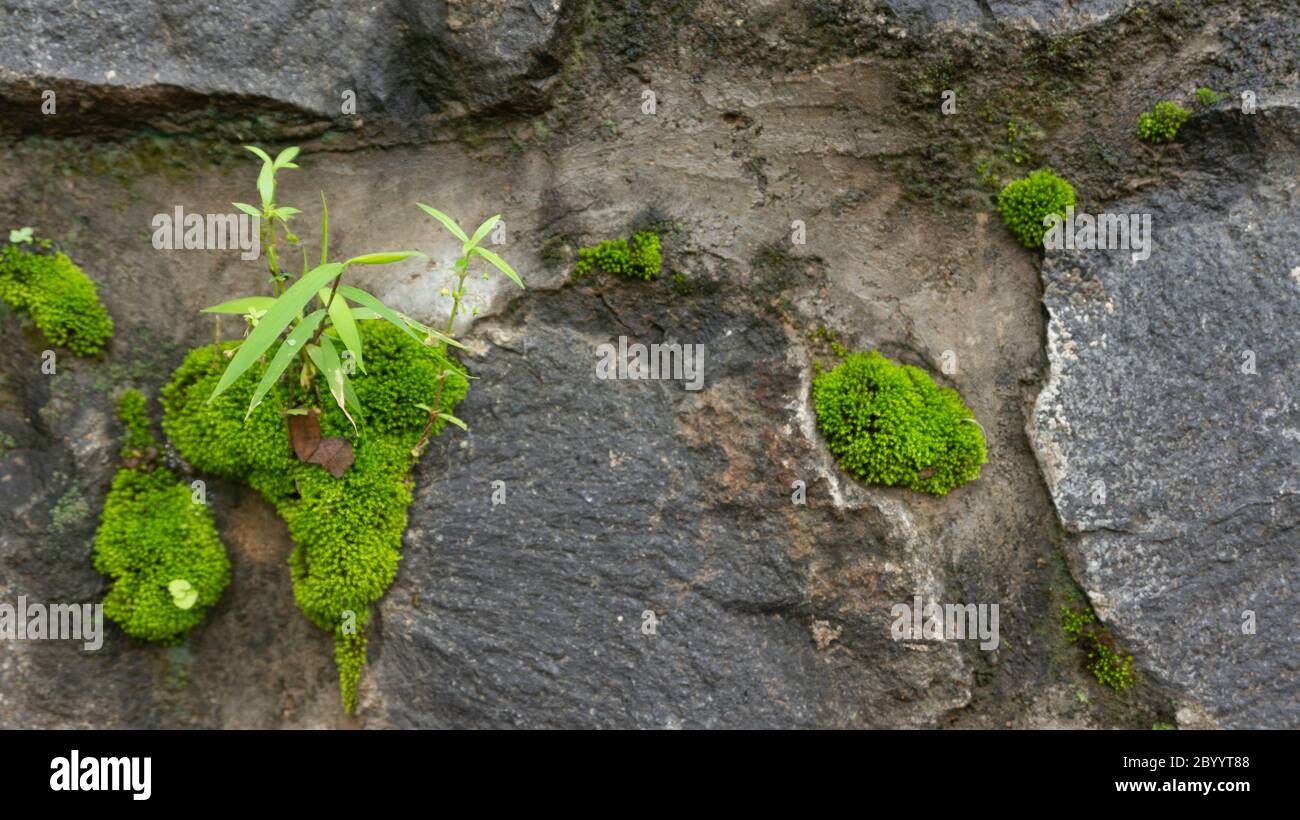 Wildkräuter und Moos sind in Stein gemauert Stockfoto