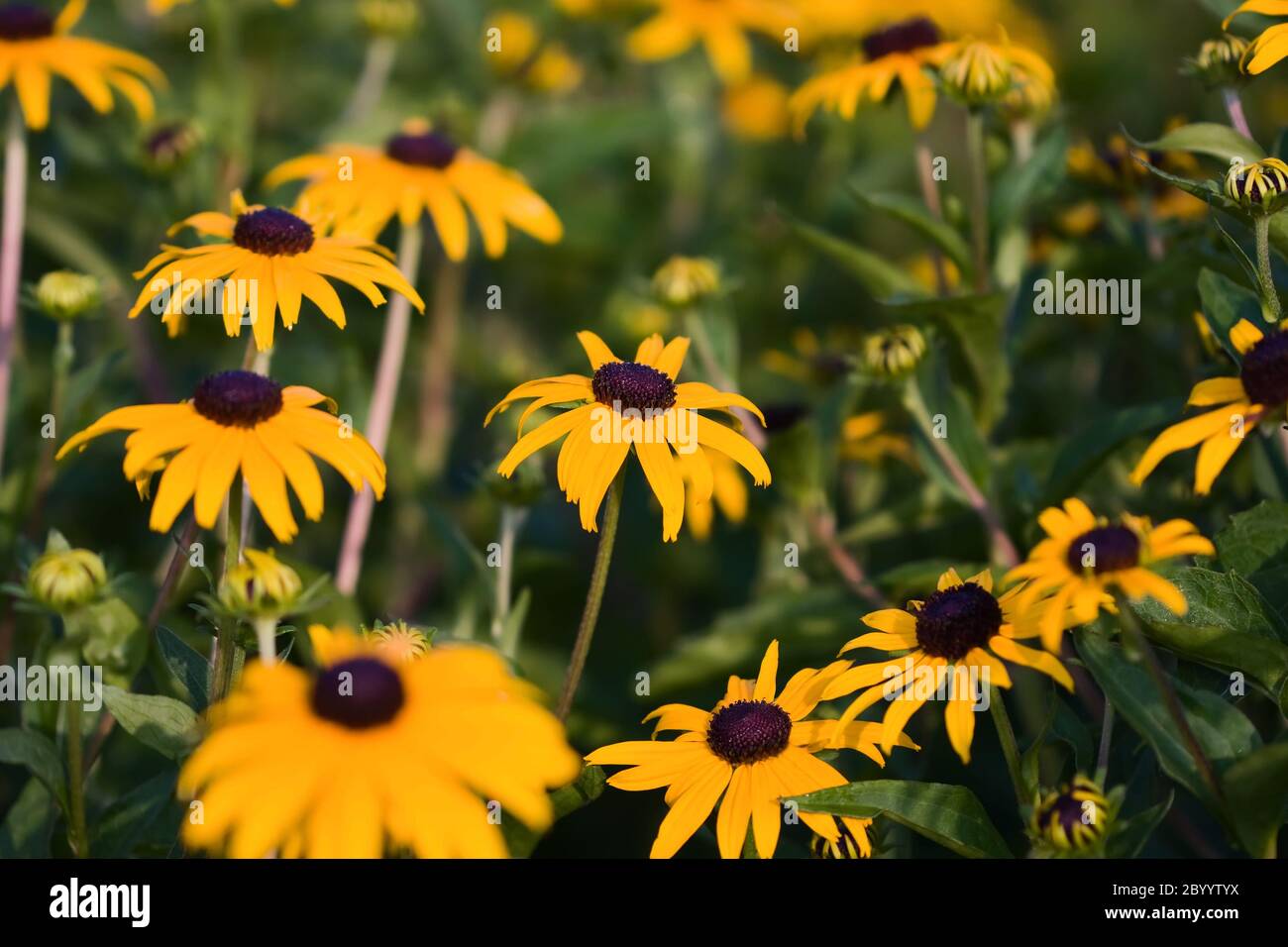 Ein Feld von Black Eyed Susans. Stockfoto