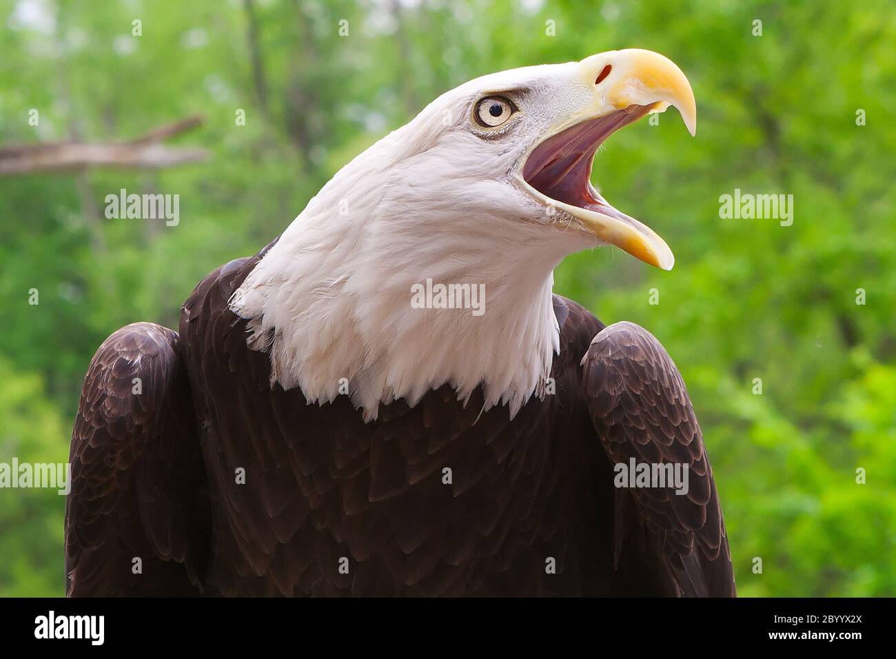 American bald Eagle Nahaufnahme Stockfoto