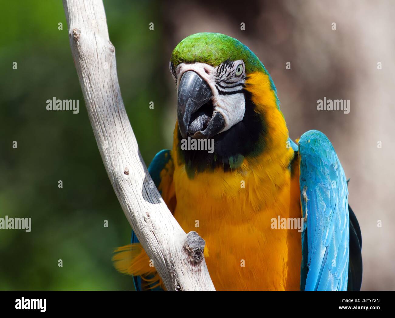 Blauer und gelber Ara auf einem Baum Stockfoto