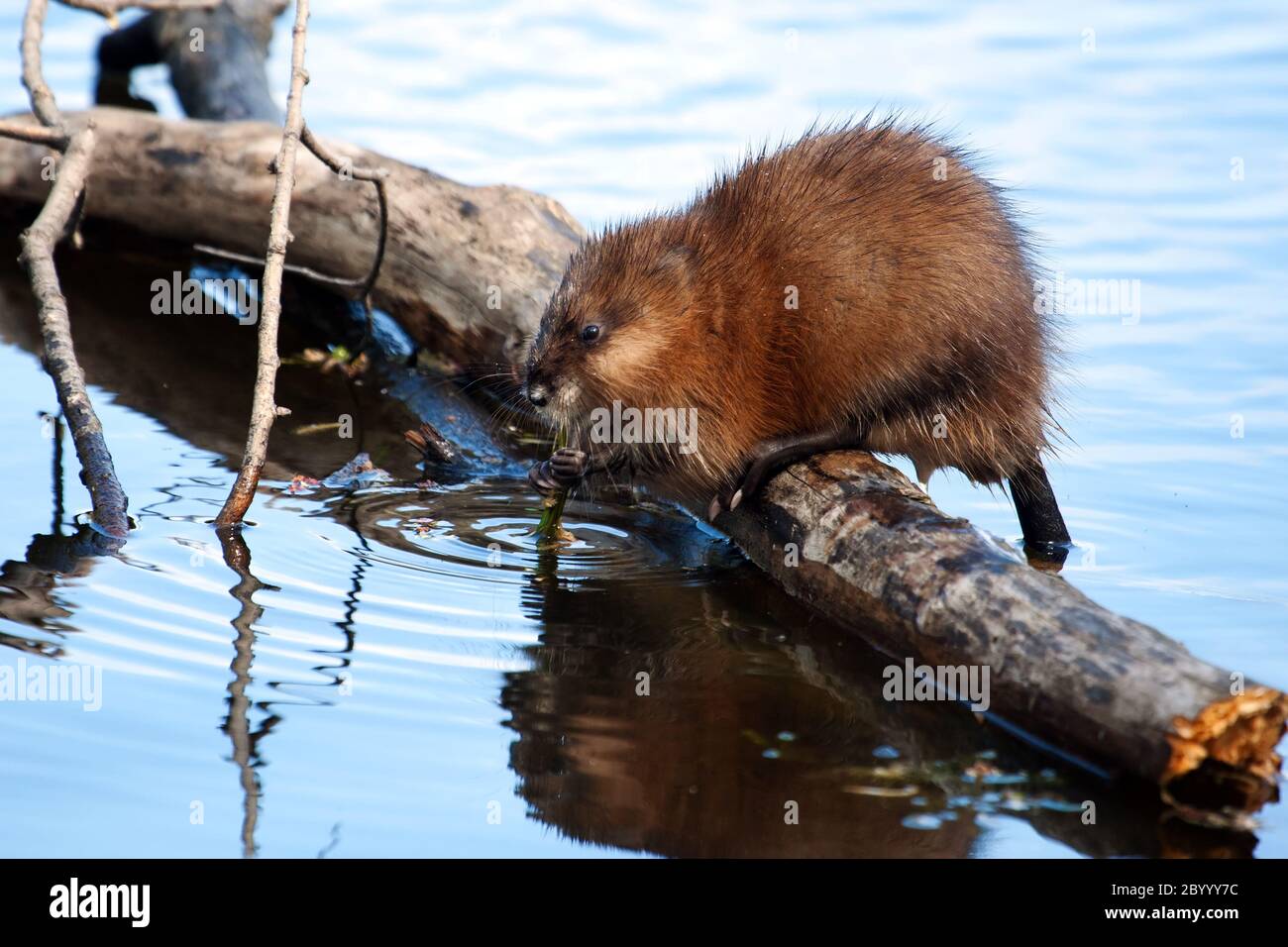 Bisamratte (Ondatra Zibethicus) Stockfoto