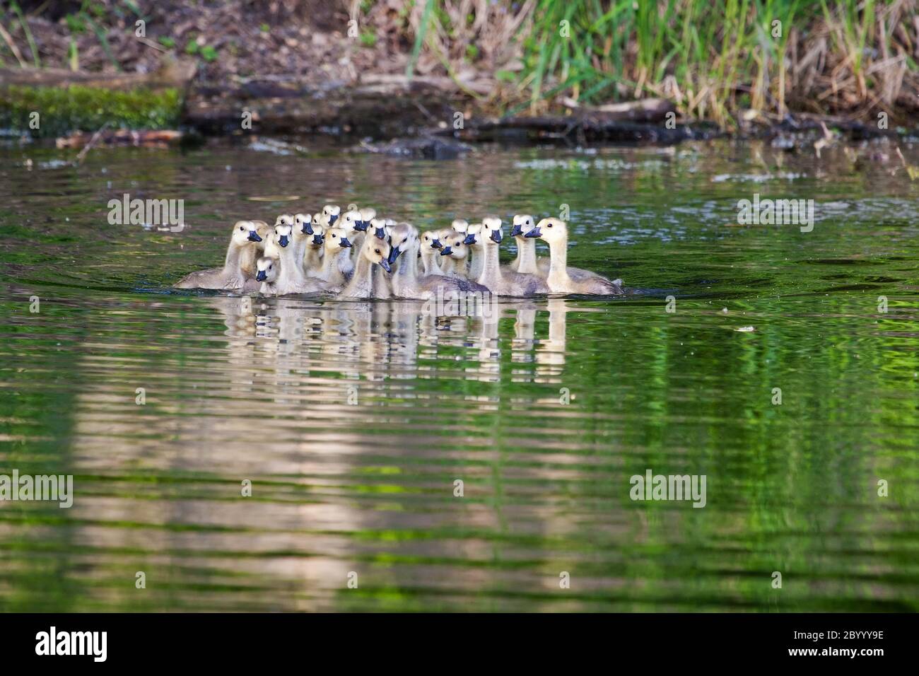 Eine Gruppe kanadischer Gänseküken Stockfoto