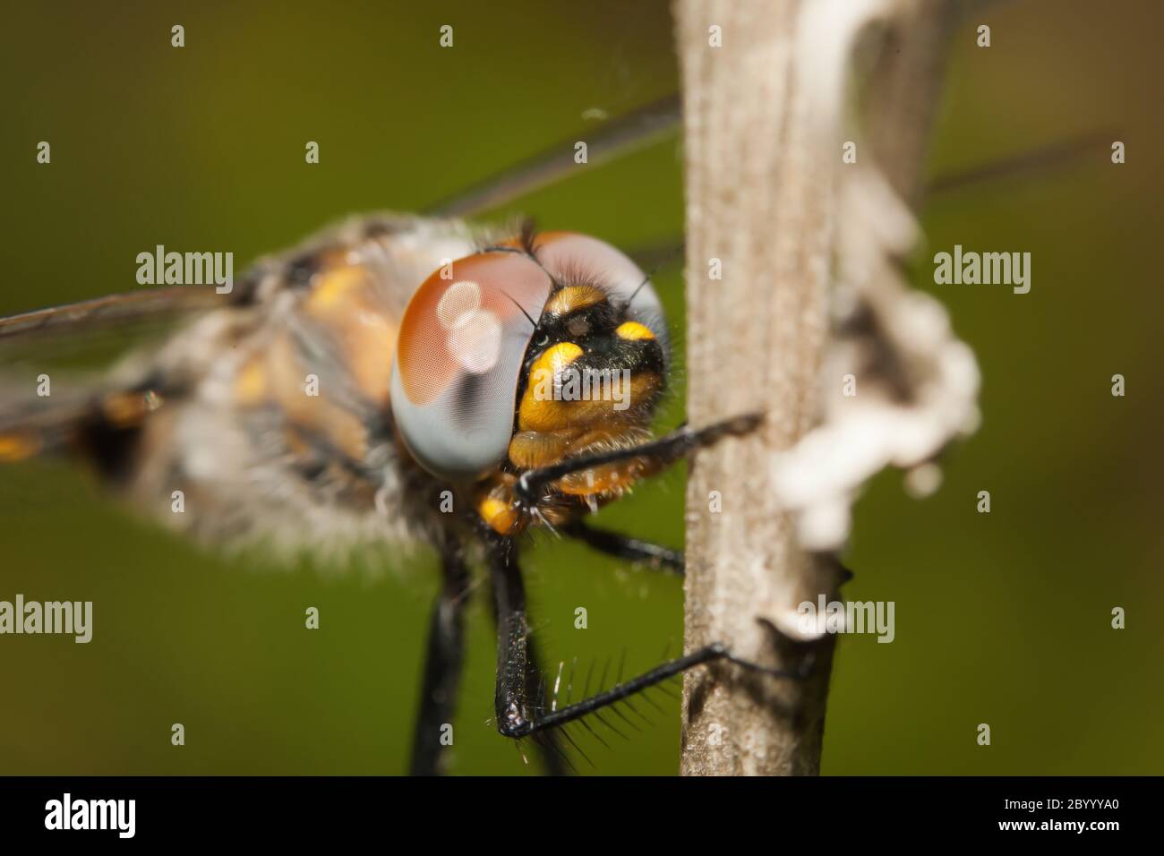 Gemeine Darter Libelle auf einem Stock gehockt. Stockfoto