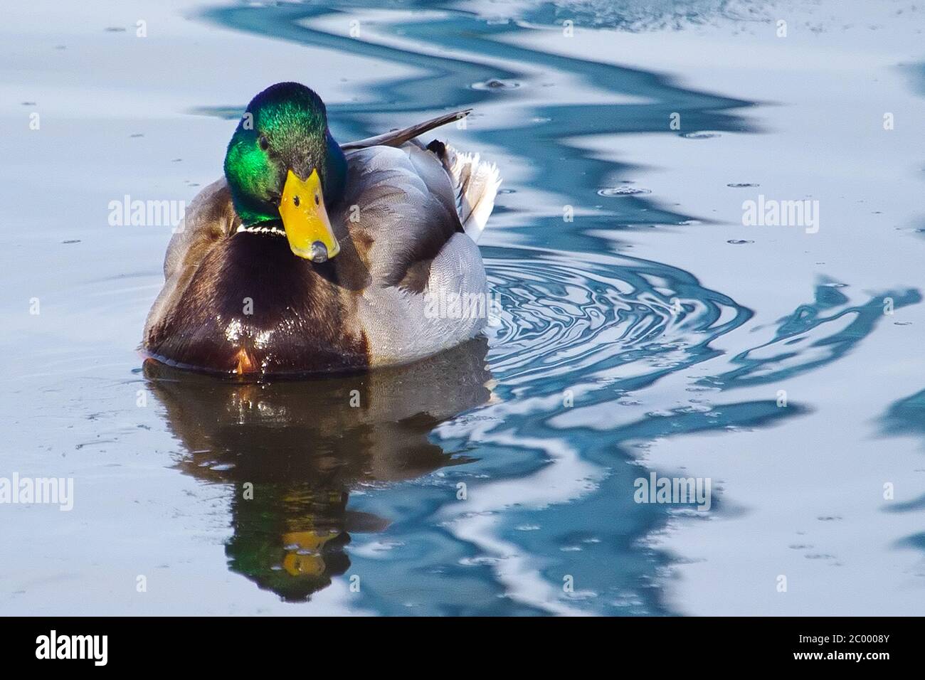 Männliche Stockente Schwimmen Stockfoto