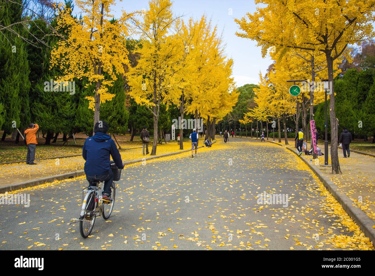 Die Ginkgo-Bäume in Osaka, Japan Stockfoto
