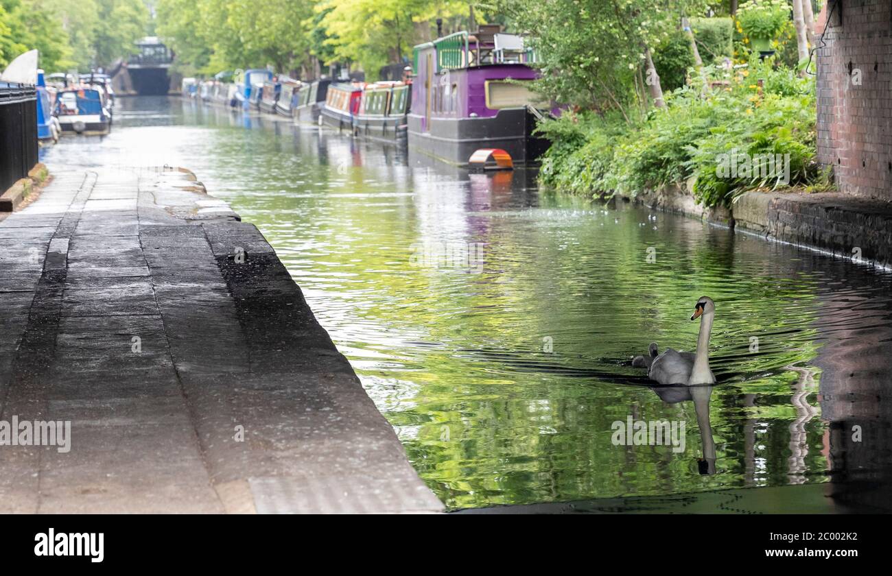 London, Großbritannien. Juni 2020. Das Foto vom 10. Juni 2020 zeigt Schwäne, die im Regent's Canal im ruhigen Little Venice in London, Großbritannien, schwimmen. Der britische Premierminister Boris Johnson bestätigte am Mittwoch, dass Zoos und Outdoor-Attraktionen in England ab Montag wieder eröffnet werden dürfen, aber dennoch müssen die Regeln für soziale Distanzierung befolgt werden. Kredit: Han Yan/Xinhua/Alamy Live News Stockfoto