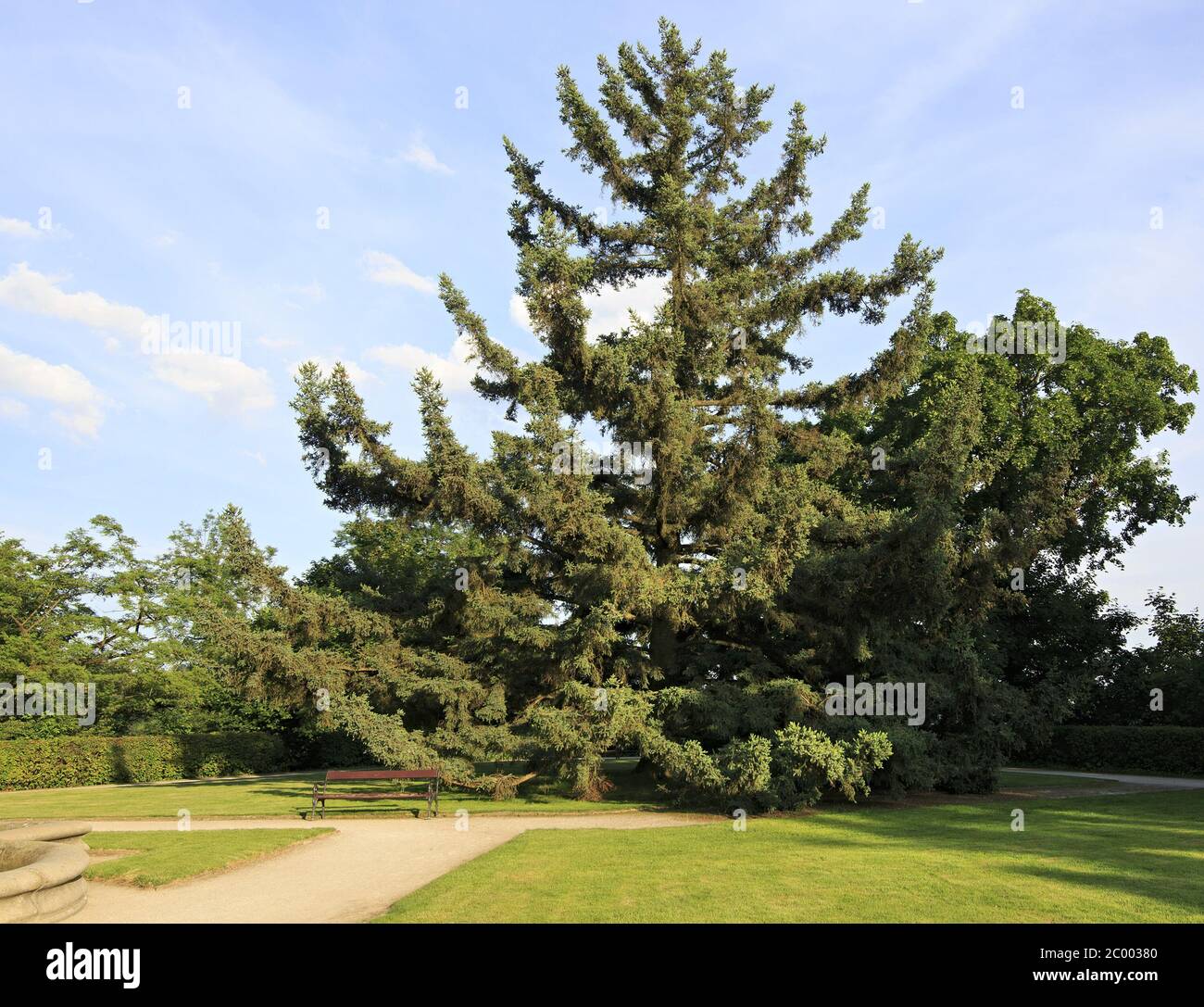 Schöne Nadelbäume im Garten in der Nähe der Burg Hluboka. Stockfoto