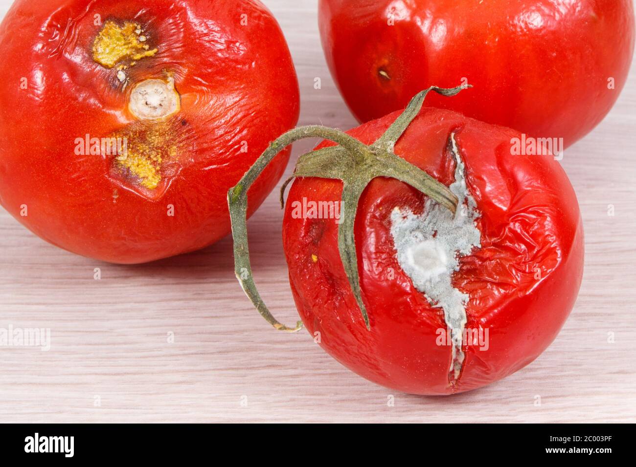 Alte zerknitterte schimmelige und angewiderte Tomaten, Konzept der ungesunden Gemüse Stockfoto