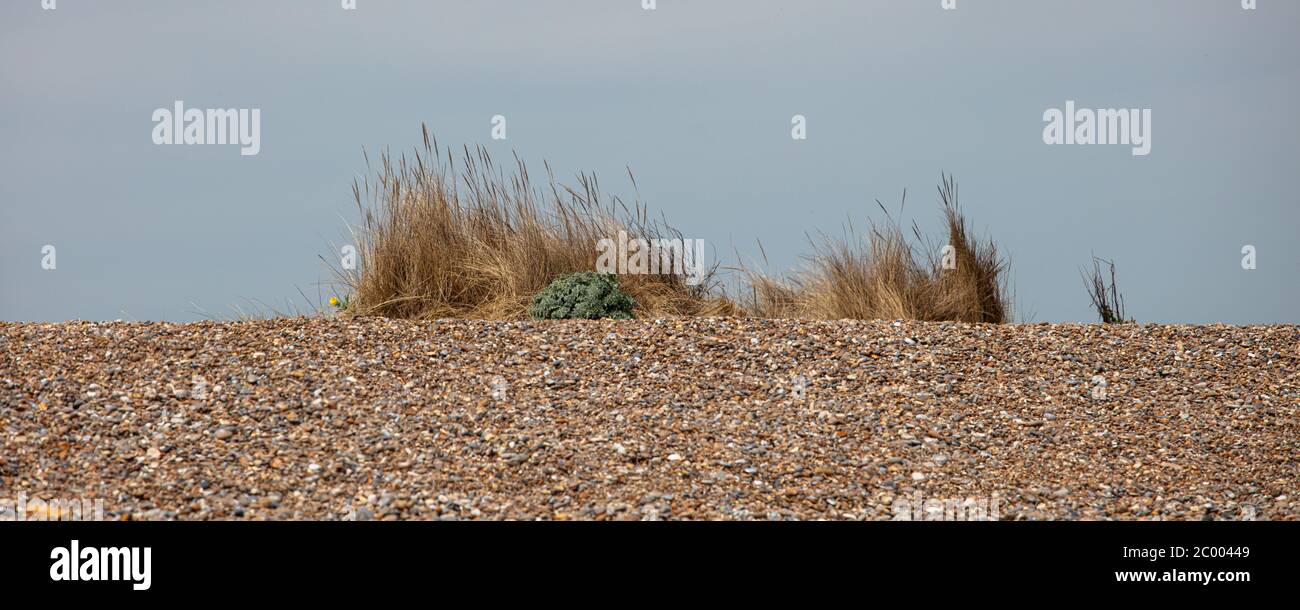 Gräser an der Küste bei Aldeburgh Suffolk Stockfoto