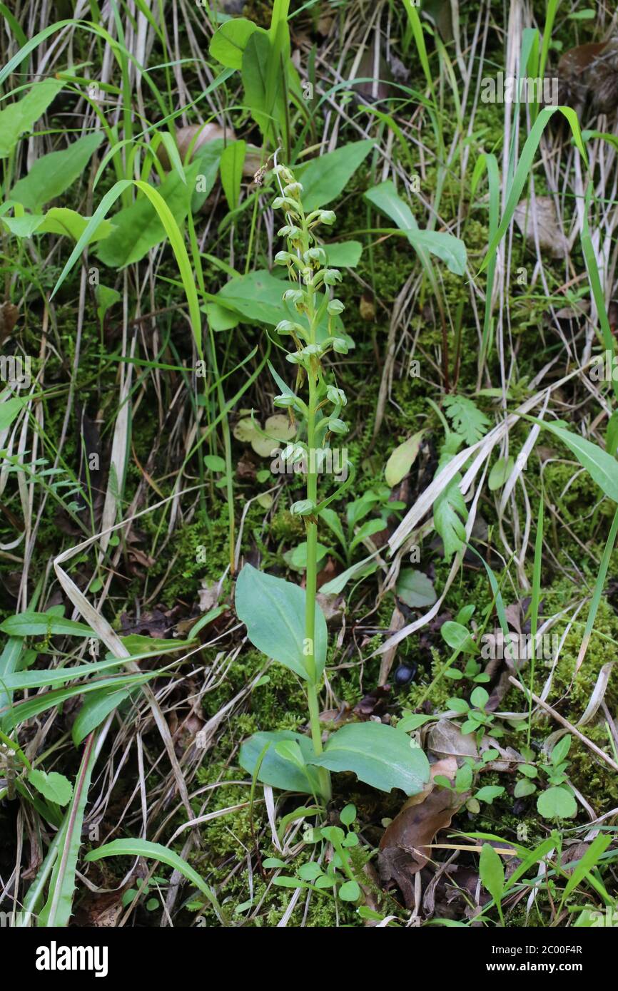 Dactylorhiza viridis, Coeloglossum viride, Froschorchid. Wildpflanze im Frühjahr erschossen. Stockfoto