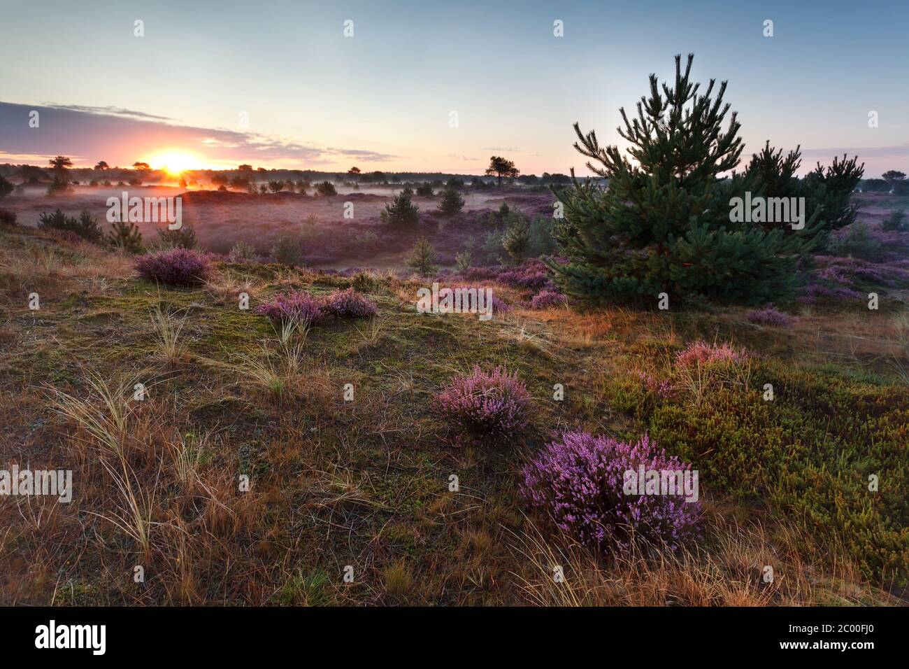 sonnenaufgang über Wiesen mit blühender Heide Stockfoto