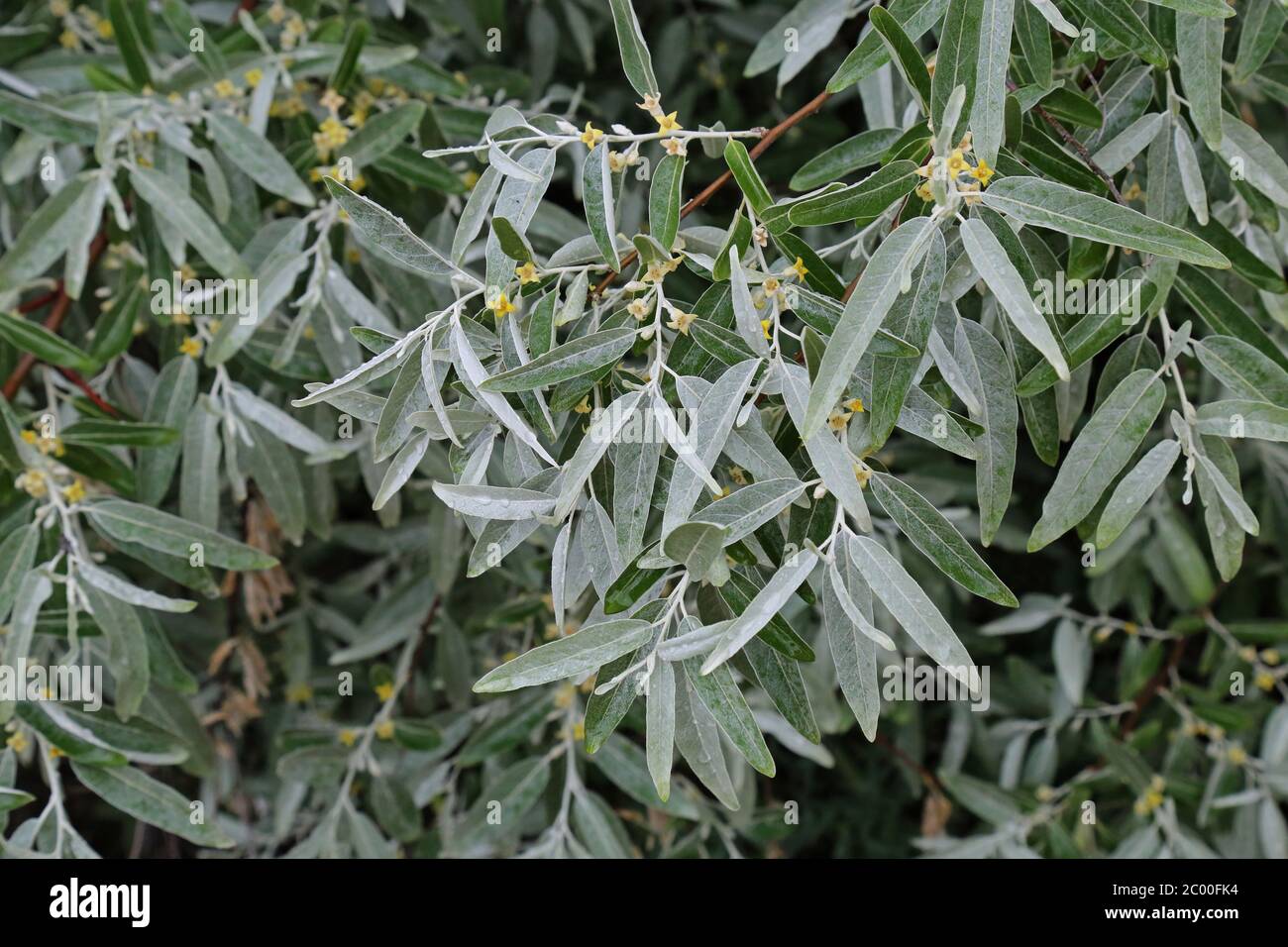 Elaeagnus angustifolia, Oleaster. Wildpflanze im Frühjahr erschossen. Stockfoto
