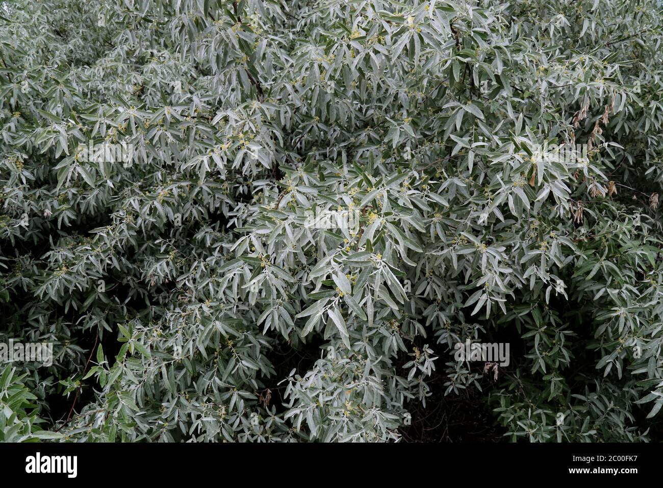 Elaeagnus angustifolia, Oleaster. Wildpflanze im Frühjahr erschossen. Stockfoto