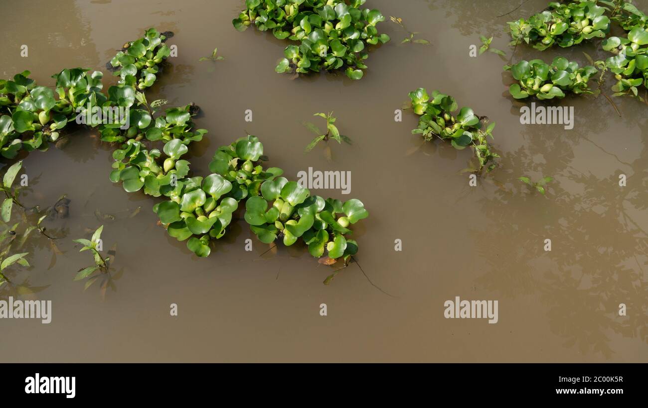 Unkraut problem im teich Fotos und Bildmaterial in hoher Auflösung