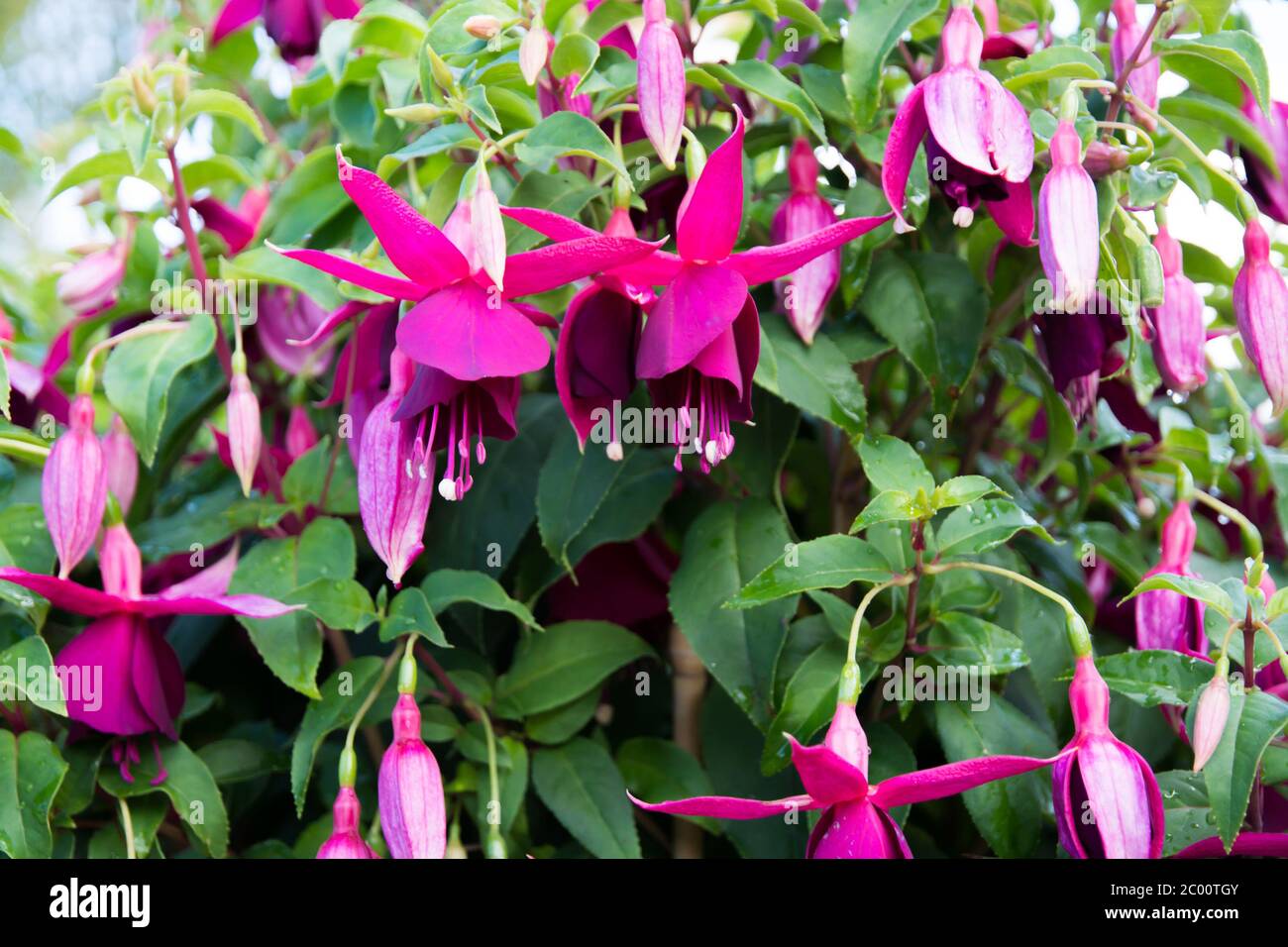 Fuchsia closeup Stockfoto