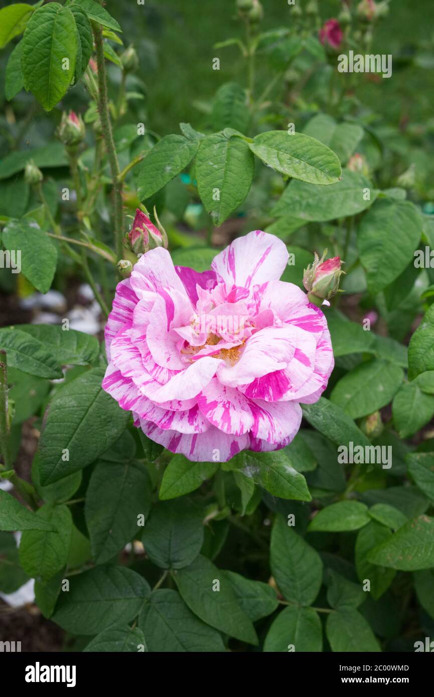 Rosa Gallica 'Versicolor'. Rosa Strauchrose Mundi in einem englischen Garten. Stockfoto