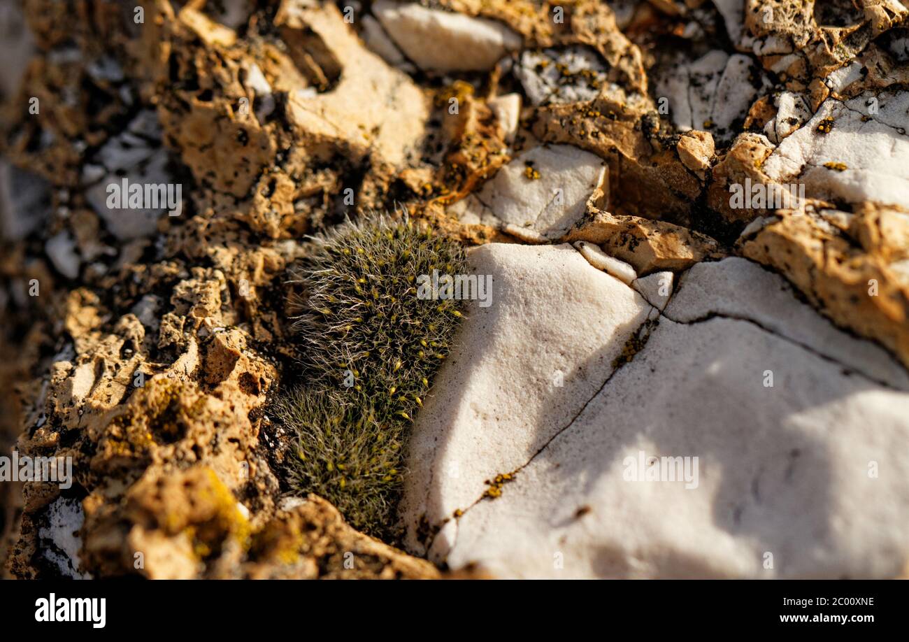 Schönes Nahaufnahme Foto von verschiedenen Pflanzen in einem Steingarten Stockfoto