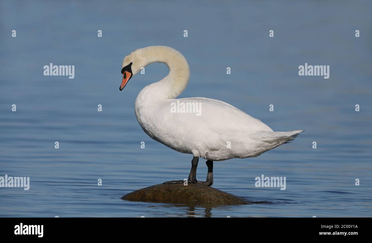 Stummer Schwan, der auf Felsen im Wasser steht Stockfoto