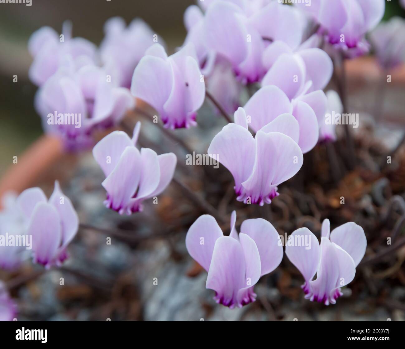 Cyclamen lila Blüten Stockfoto