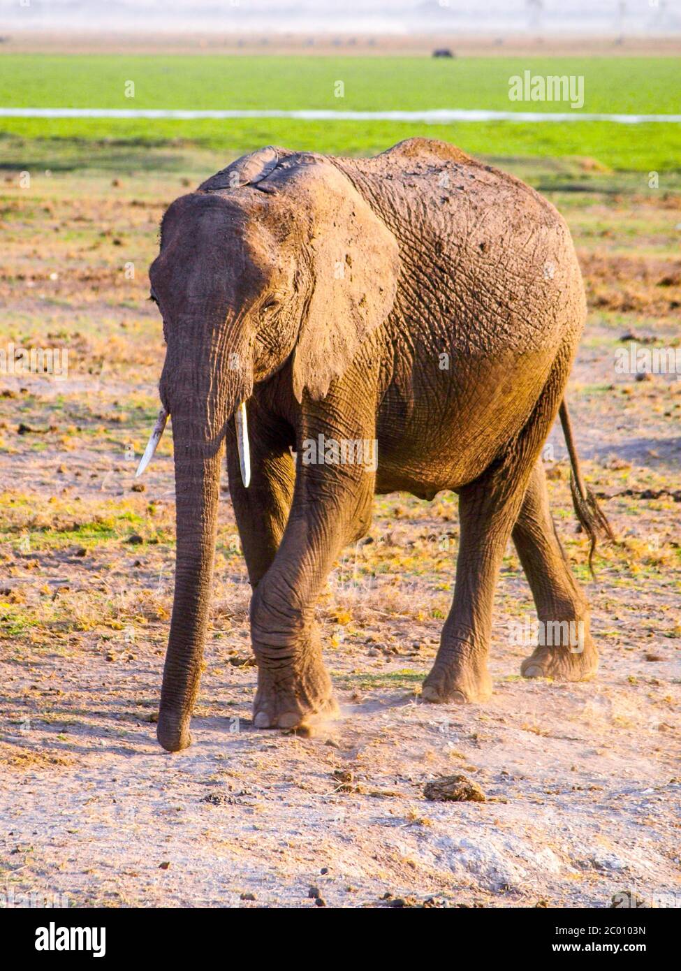 African Elephant in natural Habitat, Tsavo National Park, Kenia, Afrika Stockfoto