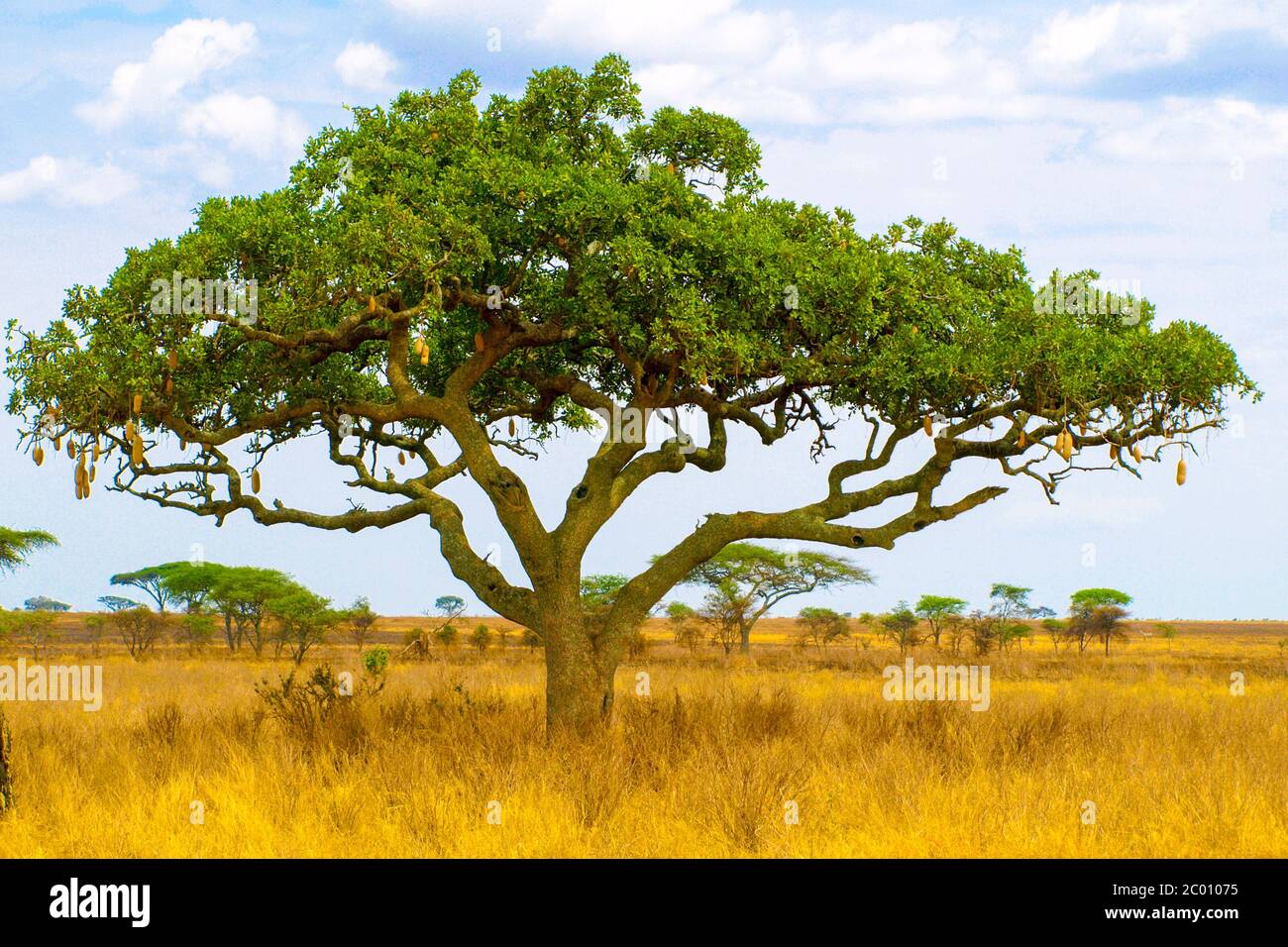 Kigelia, auch Wurstbaum genannt, in trockener Savannenlandschaft, Serengeti Nationalpark, Tansania, Afrika Stockfoto